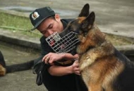 CHÓ CẢNH SÁT, CHÓ ĐẶC VỤ, CHÓ NGHIỆP VỤ LÀ GIỐNG CHÓ GÌ?