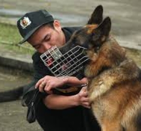 CHÓ CẢNH SÁT, CHÓ ĐẶC VỤ, CHÓ NGHIỆP VỤ LÀ GIỐNG CHÓ GÌ?